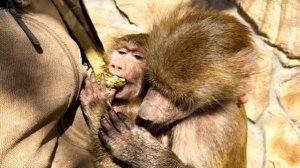 НЕ МОГУ ПОВЕРИТЬ! Люська настолько ПОЛЮБИЛА Анфису, что даже не пытается ЗАБИРАТЬ У НЕЕ ЕДУ!