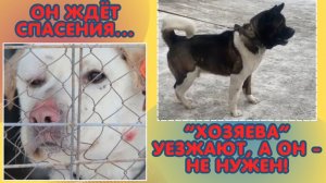 Он выжил в аду, но потерял надежду... Умоляем, спасите лабрадора!