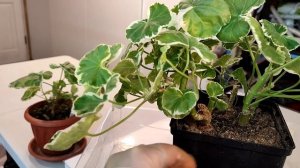 Формирование пеларгоний. Часть вторая. Практическая.