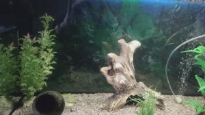 Большой сюрприз. Мальки анцитрусов.