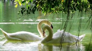 Любовь Костоглотова  "Лебединый мой край" (музыка и слова Ирины Скибиной)