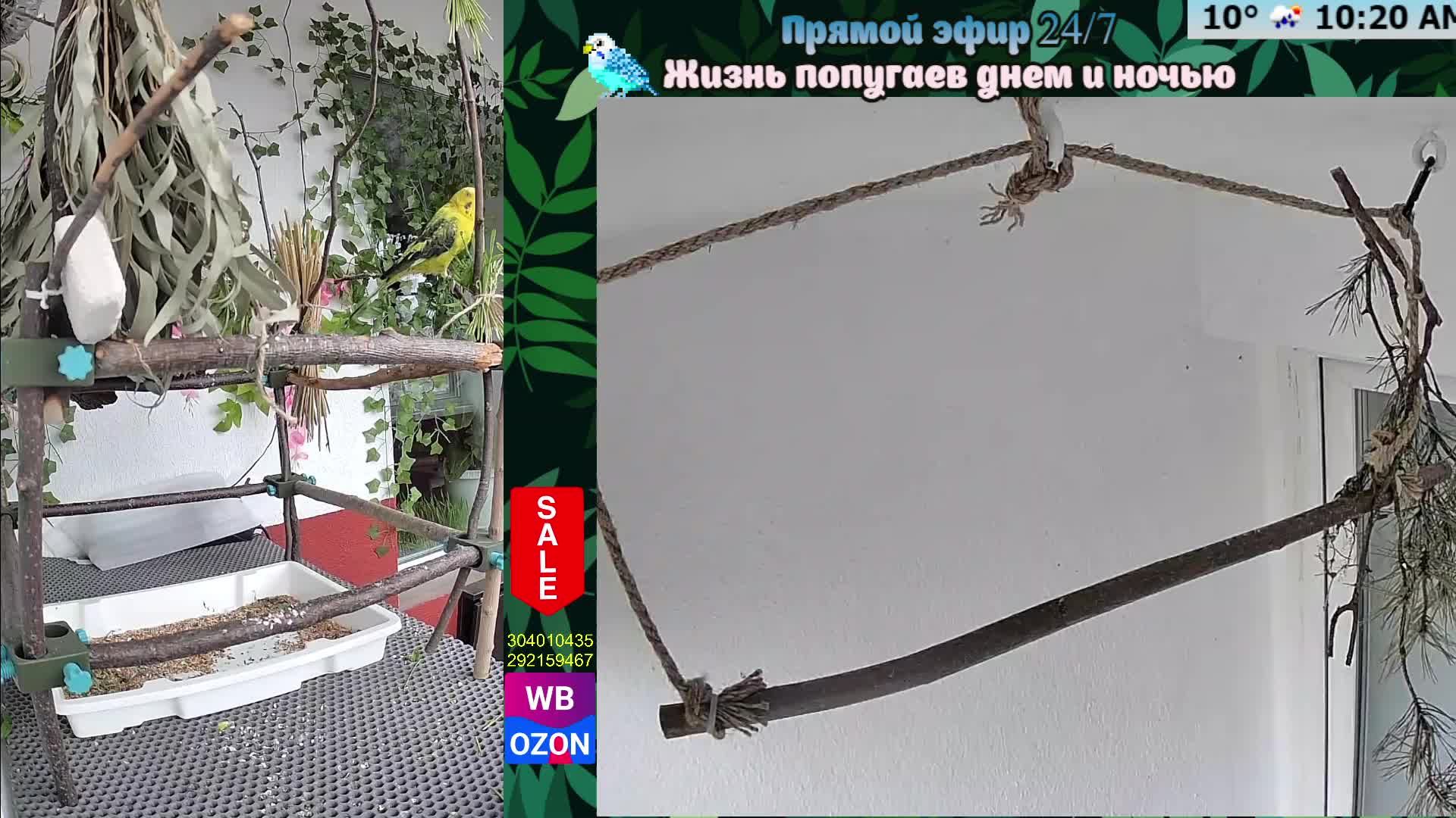 Волнистые попугаи 🦜🦜🦜 | авиарий на балконе📍