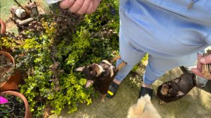 Любаша получила лакомства для хвостиков и началась проба.