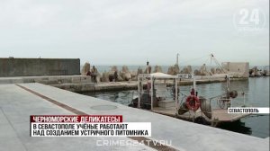 7 млн рублей выделили на развитие предприятий по искусственному выращиванию устриц в Севастополе