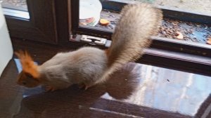 белки в положении