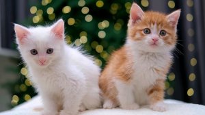 Очаровательные кошки😹