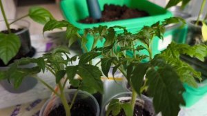 Жизнь в городе на пенсии.