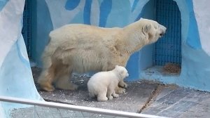 Медведица Герда вышла на несколько минут на дачу, чтобы показать свое белое, пушистое чудо.