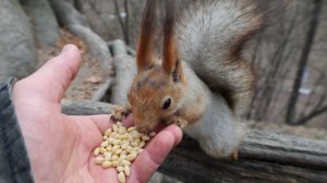 Незнакомая ручная белка