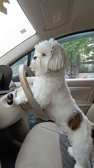 #whales #ocean #sealife #giant #fyp