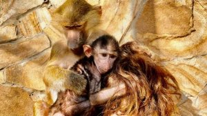 Маня ПОЛЮБИЛА НИКОЛЬ ВСЕМ СЕРДЦЕМ, а Анфиса просто НЕ НАХОДИТ СЕБЕ МЕСТА ОТ РЕВНОСТИ!