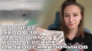 Кормление паучат королевских скакунчиков