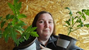 Замена монокалийфосфату.Рассада томатов.Болталка