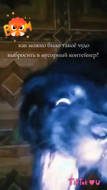 крокодил по имени Малыш #милый  #кутенок #милота #рек #собака