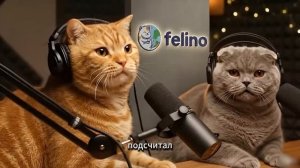 Подкаст Котов - Зачем люди усложняют свою жизнь