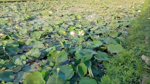 Озеро Лотосов в окружении гор!