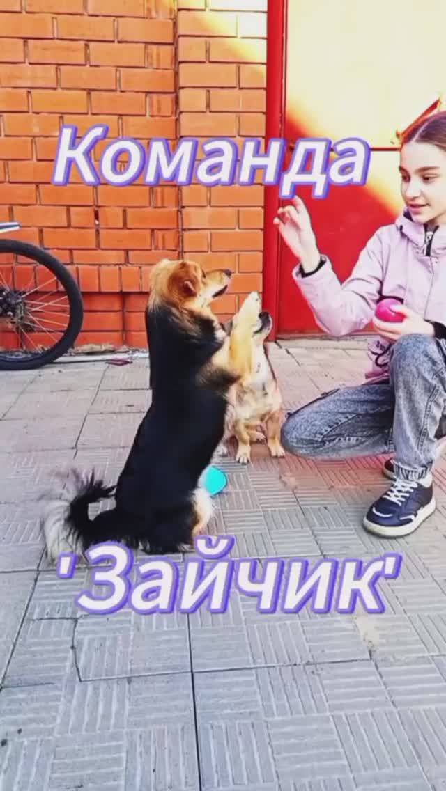 Щенки выполняют команду 