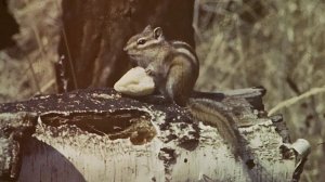 Лесные зарисовки