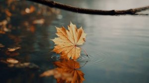 video_ Два полюса моей души.