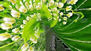 Футажи! Комплект Футажей Весенняя Ландышевая Сказка 2 от Киностудии Мудрого Кота Тимофея!