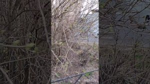 Ролик игрока Эллариан,об тусовке гильдии Микромир в игре Скайлор!).И мои хорошие слова!).