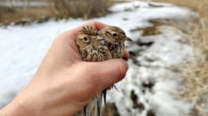 Полевые жаворонки