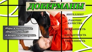 Игры доберманов в питомнике рабочей породы собак в Москве. Сука добермана в возрасте ветерана.