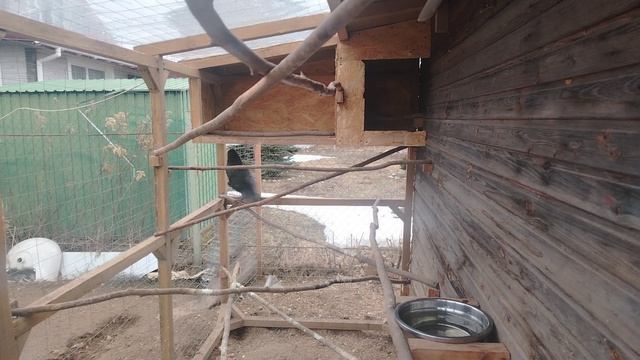 Ворон Гриша 2 апреля, с праздником