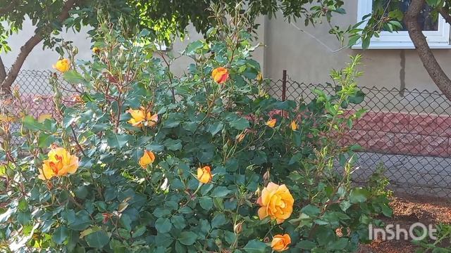 ТАНГО РОЗ...ЕВПАТОРИЯ