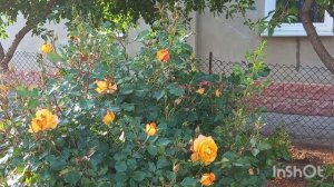 ТАНГО РОЗ...ЕВПАТОРИЯ