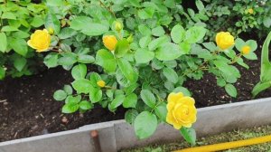 Первые розы зацвели сезон 2025 ! Дождалась😍 
14 июня 2025 год