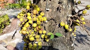 Неведомые нам плоды!