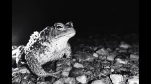 Ф.Тютчев. Напрасный труд - нет, их не вразумишь...