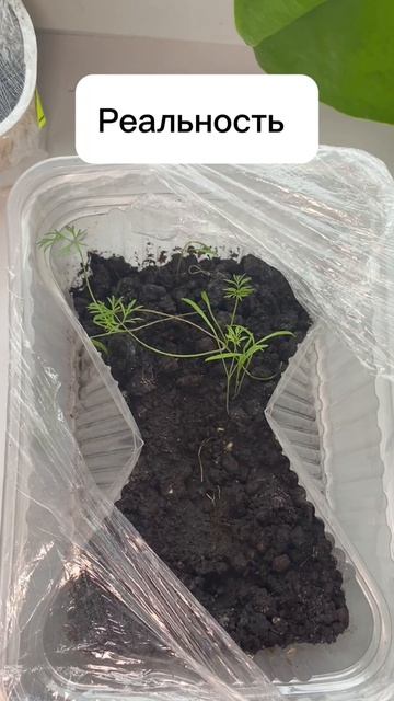 С огородом у меня пока не задалось 😐