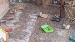 вкусненько белкам