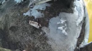 О погоде и ремонте Т-40. Застрял в мелочах.