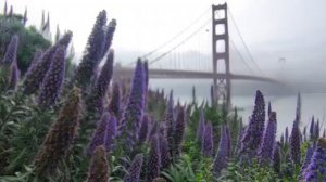 San Francisco Golden gate bridge Мост Золотые Ворота USA  2026 март