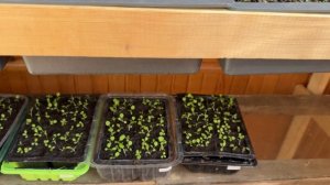 Вирджиния Голд посев семян Табака (результат)