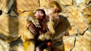 Манечка СРАЗУ ПРИНЯЛА Николь, а Люська пока к ней НЕ ПОДХОДИТ И ДЕРЖИТ ДИСТАНЦИЮ!