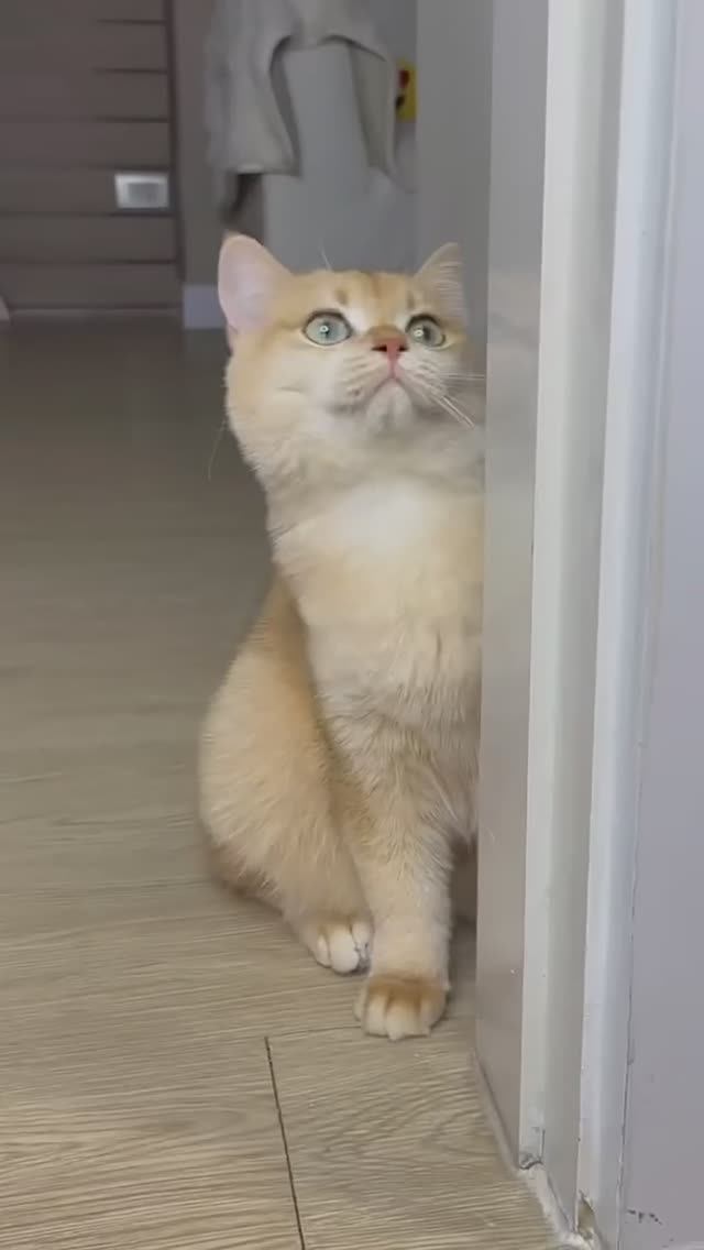 Мося сделала мне идеальную стрижку #кот #кошки