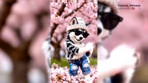 Котик Мурлыша, Хаски Крутяша и Хейтпиарша. Кто ваш любимый? #танец