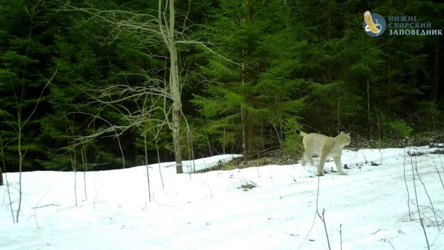 🌷🐈Заповедные кошки чувствуют весенние перемены в лесу