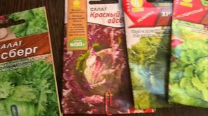 Сею Огурчики.Клубника растёт. Рассада.