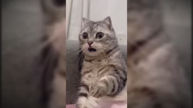 #смешныекоты #поржать