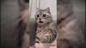 #смешныекоты #поржать