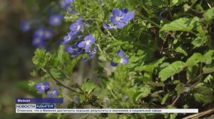 Информационный выпуск Майкопского телевидения 2.04.26