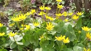 03-04-2026 Обзор сада.