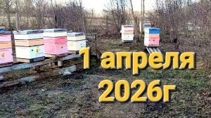 Пасека. 1 апреля 2026г.