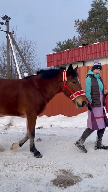 Наши будни #equestrian #equestrianlife #конныйблог #horse #конныйспорт #конныймир #лошадки #лошади