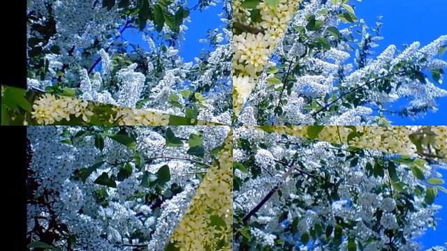 Черёмухи цвет